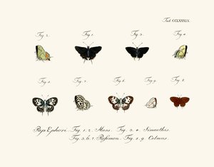 Mariposas de German School