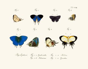 Mariposas de German School