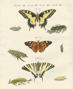 Mariposas de German School
