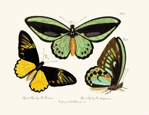Mariposas de German School