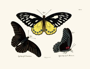 Mariposas de German School