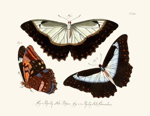 Mariposas de German School