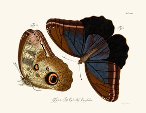 Mariposas