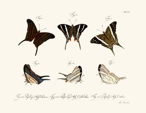 Mariposas de German School