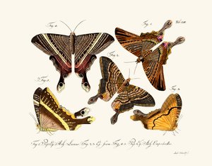Mariposas
