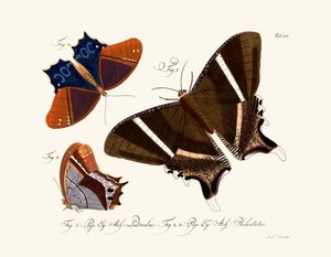 Mariposas de German School