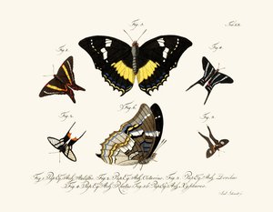 Mariposas de German School