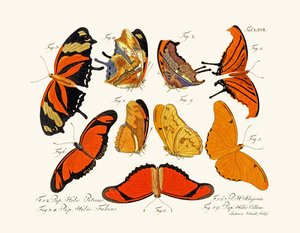 Mariposas de German School