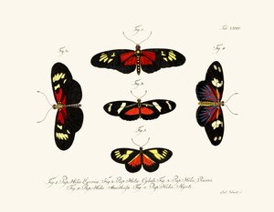 Mariposas de German School