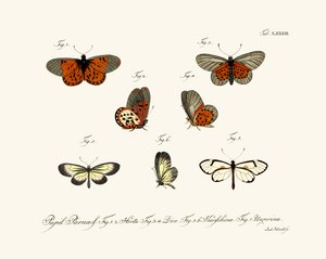 Mariposas de German School