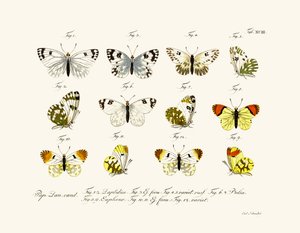 Mariposas de German School
