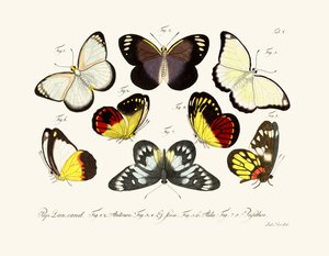 Mariposas de German School