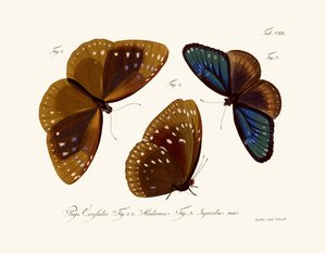 Mariposas de German School