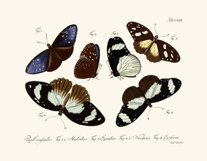 Mariposas de German School