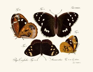 Mariposas de German School