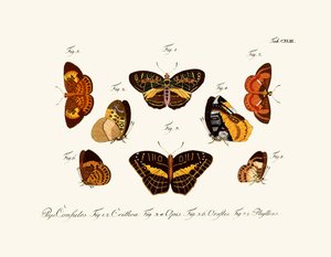 Mariposas de German School