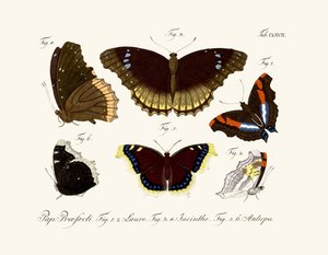 Mariposas de German School