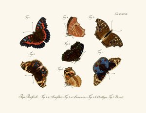 Mariposas de German School