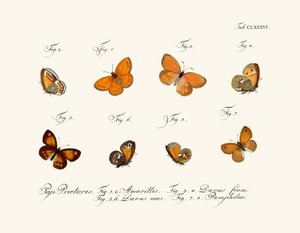 Mariposas de German School