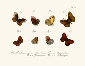 Mariposas de German School
