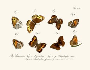 Mariposas de German School