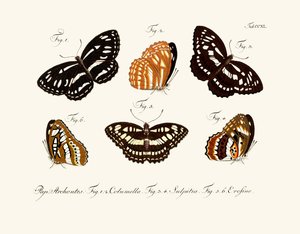 Mariposas de German School