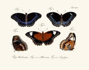 Mariposas de German School