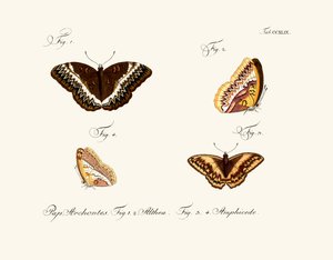 Mariposas de German School