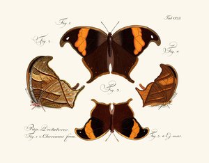 Mariposas de German School