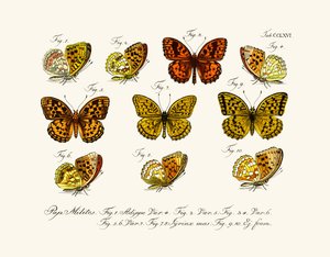 Mariposas de German School