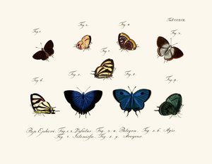 Mariposas de German School