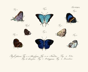 Mariposas de German School