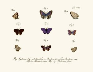 Mariposas de German School