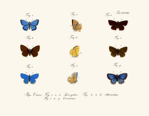 Mariposas de German School