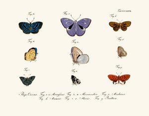 Mariposas de German School