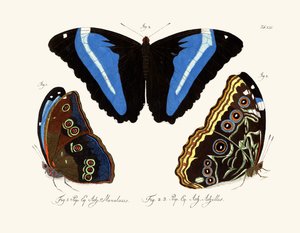 Mariposas de German School