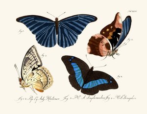 Mariposas de German School