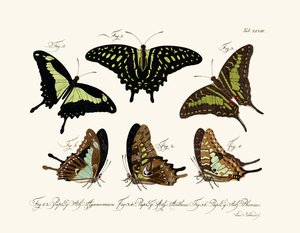Mariposas de German School