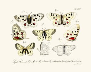 Mariposas de German School