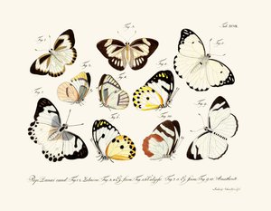 Mariposas de German School