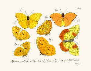 Mariposas de German School