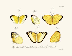 Mariposas de German School