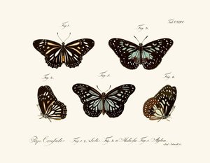 Mariposas de German School