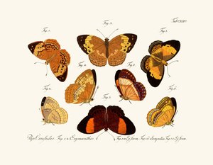 Mariposas de German School