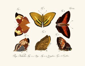 Mariposas de German School
