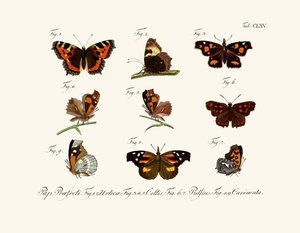 Mariposas de German School