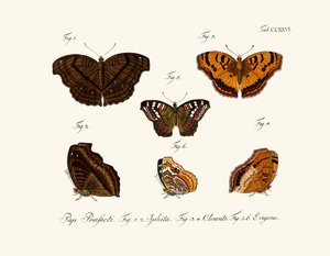 Mariposas de German School