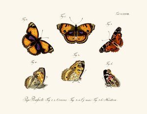 Mariposas de German School