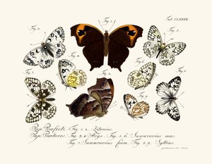 Mariposas de German School