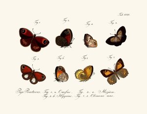 Mariposas de German School